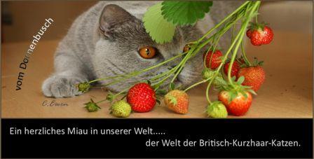 http://www.zuchtverzeichniss.de